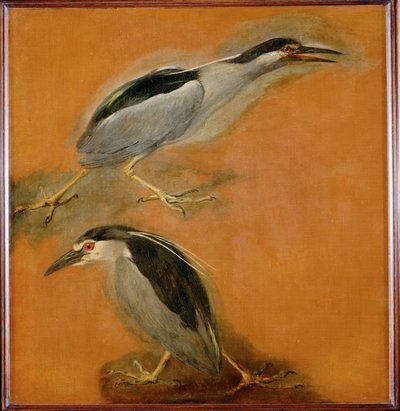Dwie czaple (obraz na płótnie) autorstwa Pieter or Peter Boel