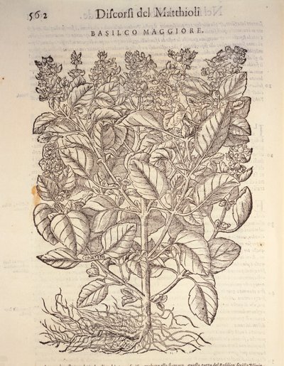 Bazylia (ocymum basilicum), rycina Pier Andrea Mattioli autorstwa Pietro Andrea Mattioli