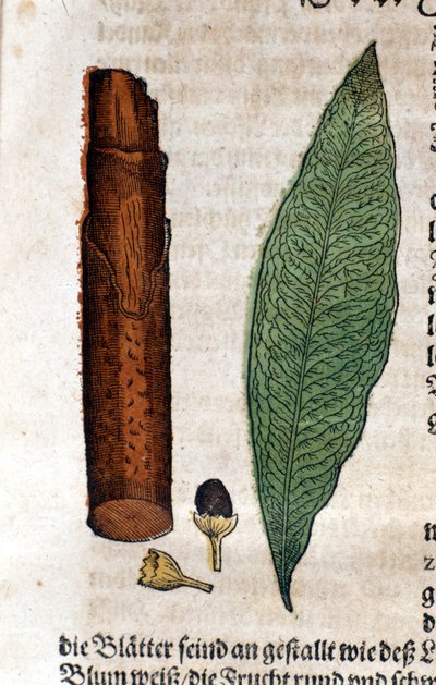 cynamonka. Grawerowanie - w „Kreutterbuch Dess bardzo uczonym i znanym Panu D. Petri Andreae Matthioli” autorstwa Pietro Andrea Mattioli (Matthiole) (1500-1577). Frankfurt autorstwa Pietro Andrea Mattioli