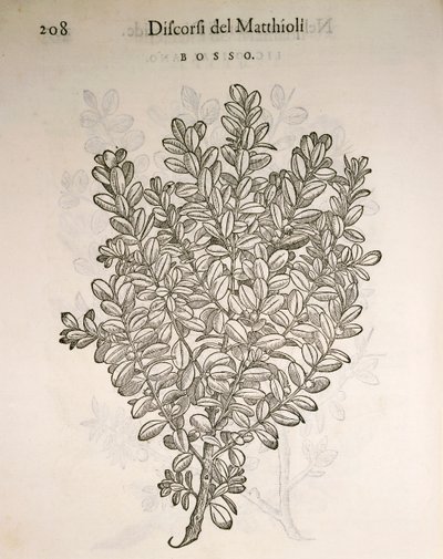 Wspólne pudełko lub bukszpan (Buxus sempervirens), grawerowanie przez Pier Andrea Mattioli autorstwa Pietro Andrea Mattioli