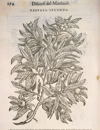 Nieszpułka zwyczajna (Mespilus germanica), grawerowanie przez Pier Andrea Mattioli autorstwa Pietro Andrea Mattioli