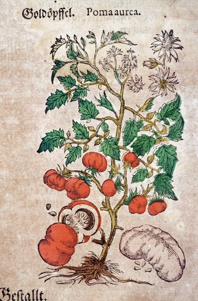 Zielnik: botaniczny planoma aureache reprezentujący roślinę pomidora (Caulis floridus). Grawerowanie w „Kreutterbuch des hochgelehrten und farfamousen Herr D. Petri Andreae Matthioli” autorstwa Pietro Andrea Mattioli (Matthiole autorstwa Pietro Andrea Mattioli
