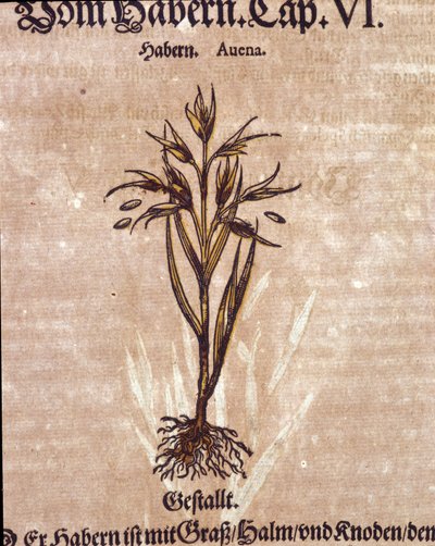 Zielnik: owies. Grawerowanie - w „”Kreutterbuch Dess bardzo uczonego i znanego pana D. Petri Andreae Matthioli”” autorstwa Pietro Andrea Mattioli (Matthiole autorstwa Pietro Andrea Mattioli