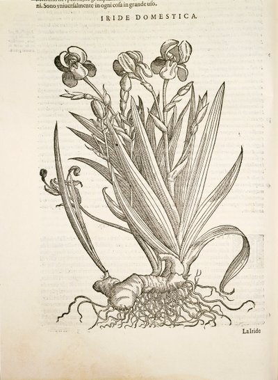 Iris (tęczówka domowa), grawerowanie przez Pier Andrea Mattioli autorstwa Pietro Andrea Mattioli