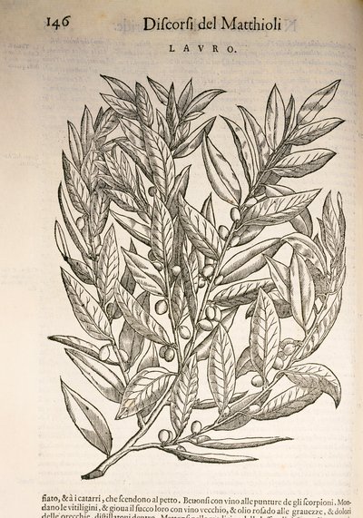 Laurel (Laurus), grawerowanie przez Pier Andrea Mattioli autorstwa Pietro Andrea Mattioli
