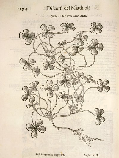 Sempervivum (Mały rojnik), rycina Pier Andrea Mattioli autorstwa Pietro Andrea Mattioli