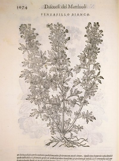 Silverweed (Potentilla alba), rycina Pier Andrea Mattioli autorstwa Pietro Andrea Mattioli