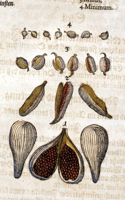Kardamon. Grawerowanie - w „Kreutterbuch Dess bardzo uczonym i znanym Panu D. Petri Andreae Matthioli” autorstwa Pietro Andrea Mattioli (Matthiole) (1500-1577). Frankfurt autorstwa Pietro Andrea Mattioli