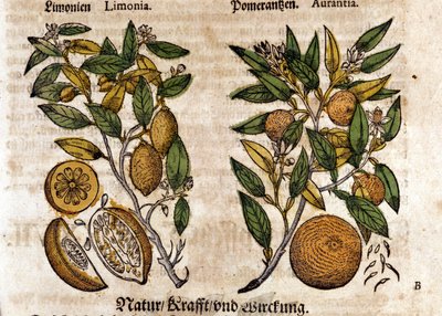 Cytrusy. Drzewo pomarańczowe i cytrynowe. Grawerowanie - w „Kreutterbuch Dess bardzo uczonym i znanym Panu D. Petri Andreae Matthioli” autorstwa Pietro Andrea Mattioli (Matthiole) (1500-1577). Frankfurt autorstwa Pietro Andrea Mattioli