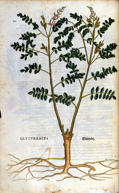 Lukrecja. Grawerowanie - w „Kreutterbuch Dess bardzo uczonym i znanym Panu D. Petri Andreae Matthioli” autorstwa Pietro Andrea Mattioli (Matthiole) (1500-1577). Frankfurt autorstwa Pietro Andrea Mattioli