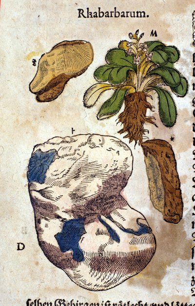 Rabarbar. Grawerowanie - w „Kreutterbuch Dess bardzo uczonym i znanym Panu D. Petri Andreae Matthioli” autorstwa Pietro Andrea Mattioli (Matthiole) (1500-1577). Frankfurt autorstwa Pietro Andrea Mattioli