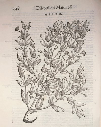 Prawdziwy Mirt (Myrtus communis), rycina Pier Andrea Mattioli autorstwa Pietro Andrea Mattioli