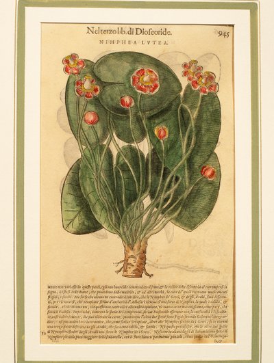 Żółta lilia wodna (Nymphaea lutea), kolorowy grawer autorstwa Pietro Andrea Mattioli