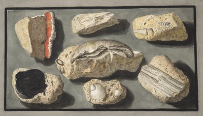 Okazy tufy znalezione w Herkulanum i wokół niego, płyta XXXXV, z „Campi Phlegraei: Observations on the Volcanoes of the Two Sicilies”, Sir William Hamilton (1730-1803), opublikowana w 1776 r. autorstwa Pietro Fabris