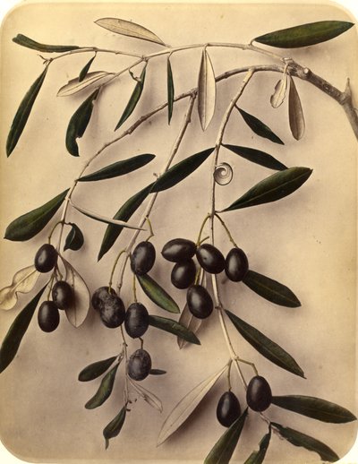 Oliwki, lata 70. XIX wieku (druk albumowy) autorstwa Pietro Guidi