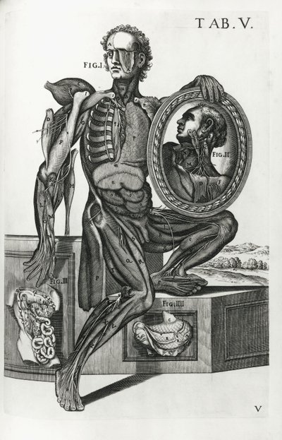 Talerz V z „Tabli anatomicznych” autorstwa Pietro da Cortona