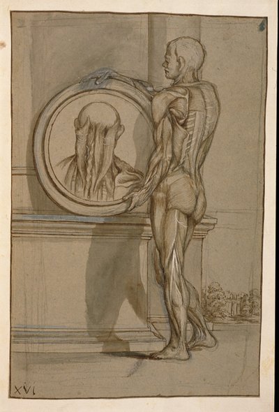 Ms Hunter 653 Tabliczka XVI, rysunek anatomiczny, ok. 1610 (ołówek i kreda na papierze) autorstwa Pietro da Cortona