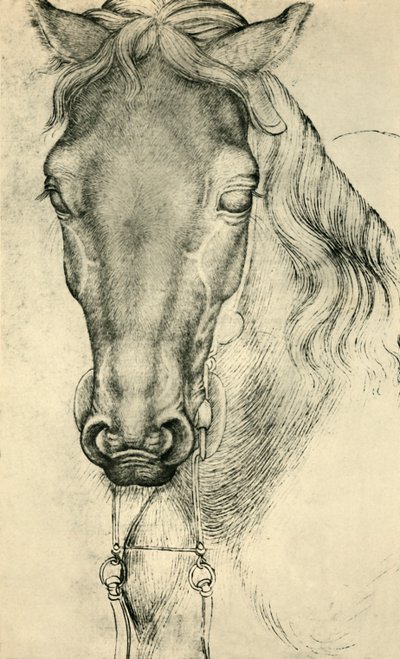 Głowa konia, c1420-1455, 1943. autorstwa Antonio Pisanello