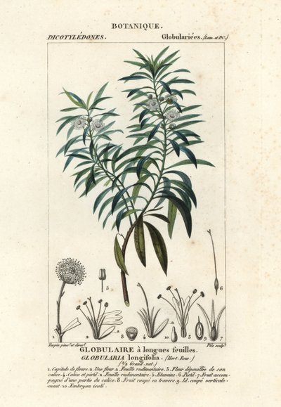 Globularia salicina , Globularia salicina autorstwa Plee Plee
