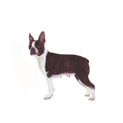 Boston Terrier, 2011 (akwarela i gwasz na papierze) autorstwa Polly Horner