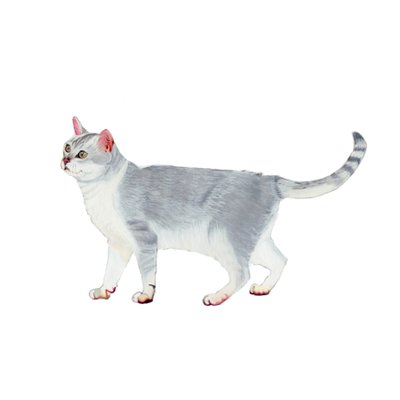 Burmilla, 2014 (akwarela i gwasz na papierze) autorstwa Polly Horner