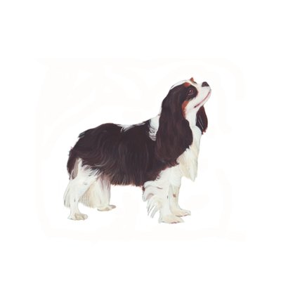 Cavalier King Charles Spaniel, 2011 (akwarela i gwasz na papierze) autorstwa Polly Horner