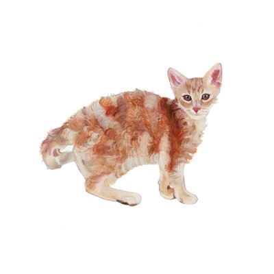 Laperm, 2014 (akwarela i gwasz na papierze) autorstwa Polly Horner