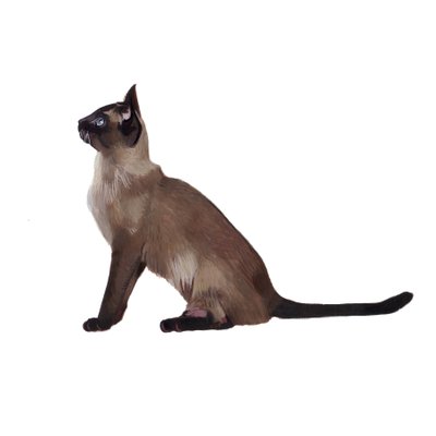 Tonkinese, 2014 (akwarela i gwasz na papierze) autorstwa Polly Horner