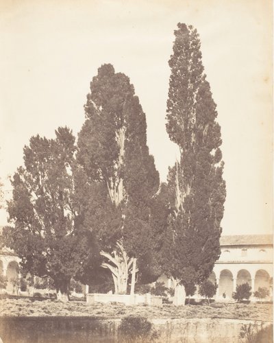 Stare cyprysy w klasztorze kartuzów, Rzym, 1853-56. autorstwa Possibly by Jane Martha St. John.
