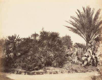 Ogród Pincian, Rzym, 1853-56. autorstwa Possibly by Jane Martha St. John.
