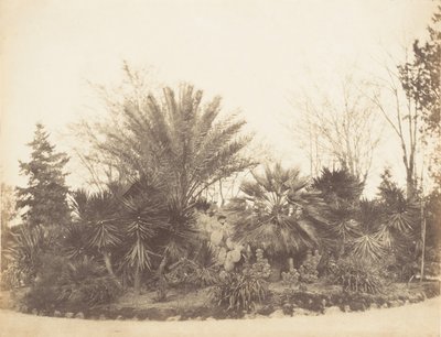 Ogród Pincian, Rzym, 1853-56. autorstwa Possibly by Jane Martha St. John.