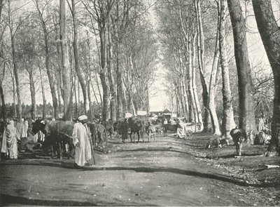 Jarmark i jarmark arabski, Boufarik, Algieria, 1895. autorstwa Poulton and Co