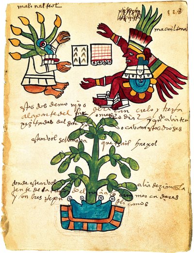 Drzewo kakaowe z Codex Tudela, 1553 autorstwa Pre Columbian art