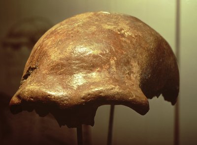 Czaszka Neandertalczyka (kość) autorstwa Prehistoric