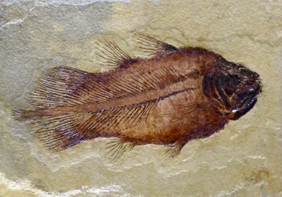 Skamieniały ślad celakanty karbońskiej (obiekt) autorstwa Prehistoric Prehistoric