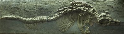 Skamieniałość ichtiozaura, okres jurajski (Lias) autorstwa Prehistoric Prehistoric