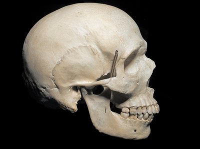 Paleontologia: obecny żuraw Homo sapiens, Miejskie Muzeum Historii Naturalnej, Mediolan autorstwa Prehistoric Prehistoric