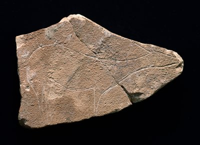 Petroglyph przedstawiający jelenia, jaskinia Parpallo, Hiszpania. Górny paleolit, Solutreen (grawerowanie) autorstwa Prehistoric Prehistoric