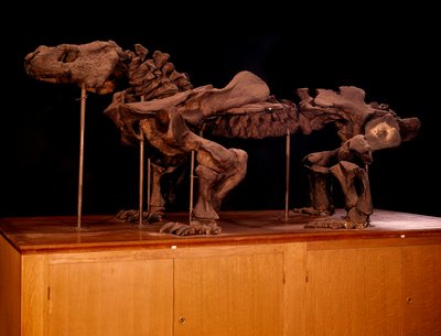 Prehistoryczny; dinozaury: szkielet ichtiozaura. Paryż, muzeum historii naturalnej autorstwa Prehistoric Prehistoric