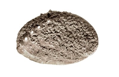 Sztuka prehistoryczna: skamielina muszli. Z jaskini La Riera, Barcelona (zdjęcie) autorstwa Prehistoric Prehistoric