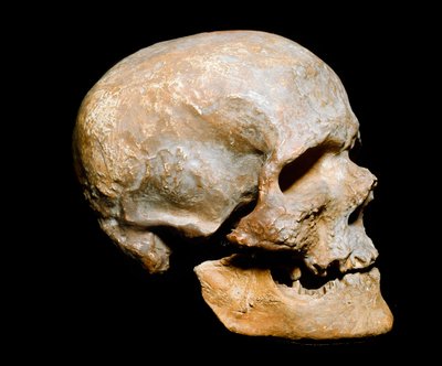 Prehistoria: kopalny żuraw Cro-magnon człowieka (lub Cromagnon lub Cromagnon), Homo sapiens. Pochodzący z solutrejskiego górnego paleolitu. Museo Civico di Storia Naturale, Mediolan - Prehistoria: skamieniała czaszka Cro-Magnon, Homo sapiens. Z górnego pal autorstwa Prehistoric Prehistoric