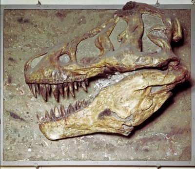 Prehistoria: Czaszka dinozaura Tyrannosaurus rex (T Rex lub tyranozaur). Okres kredy. Museo civico di storia naturale, Mediolan autorstwa Prehistoric Prehistoric