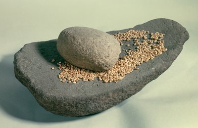 Prehistoria: uśpione koło ze zbożami (okres neolitu). Francja. Saint Germain En Laye, Muzeum Starożytności. autorstwa Prehistoric Prehistoric
