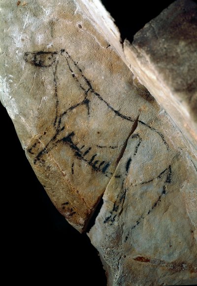 Prehistoria: „”koń”” malowidło naskalne stylu IV, górny paleolit (magdalen) (od 18000 do 14000 lat temu) Jaskinia z epoki kamienia w Las Monedas, Santander, Hiszpania - Prehistoria: koń. Malarstwo naskalne, styl IV, górny paleolit (magdalen) (między autorstwa Prehistoric Prehistoric