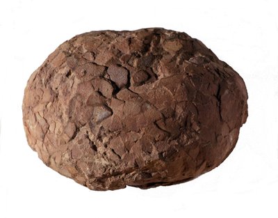 Prehistoria: jajo dinozaura znalezione w Prowansji. Era mezozoiczna, okres jurajski. autorstwa Prehistoric Prehistoric