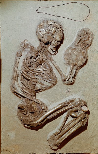 Prehistoria: żeński szkielet pochodzący z górnego neolitu. Kultura Chiozzy. 2900-2700 pne. Reggio Emilia, Muzea Miejskie, Muzeum Chierici, Włochy autorstwa Prehistoric Prehistoric