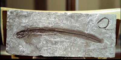 Prehistoria: skamieniałość ryby Eomirus Formosissimus ze stanowiska góry Bolca (Włochy). Okres eocenu. Miejskie Muzeum Historii Naturalnej, Mediolan autorstwa Prehistoric Prehistoric