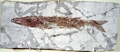 Prehistoria: skamieniałość ryby Sphyraena Bolcensis ze stanowiska góry Bolca (Włochy). Okres eocenu. Miejskie Muzeum Historii Naturalnej, Mediolan autorstwa Prehistoric Prehistoric