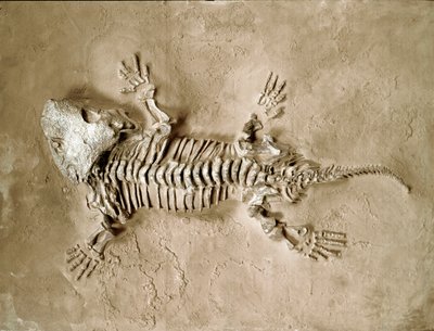 Prehistoria: skamieniałości płazów Seymouria Biolorensis z Teksasu w Stanach Zjednoczonych. Okres permu. Miejskie Muzeum Historii Naturalnej, Mediolan autorstwa Prehistoric Prehistoric