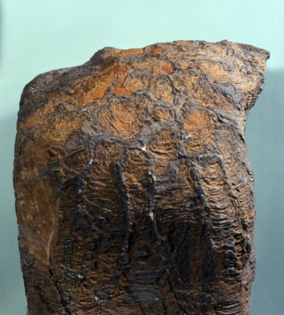 Prehistoria: skamielina stromatolitu (lub stromatolitu), skała morska, epoka archeozoiczna. znaleziony w Mauretanii. autorstwa Prehistoric Prehistoric